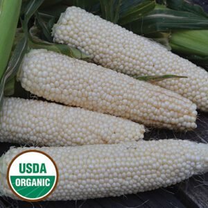 Corn Country White (Organic) - Fresh and Pure Harvest from Hawaii by hvo.earth