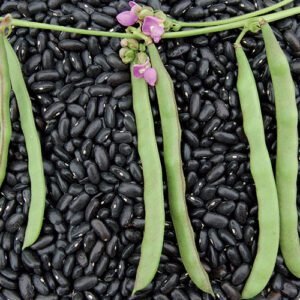 Historic Cherokee Trail of Tears bean by HVO.earth