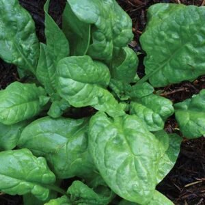 Home America Spinach - Nutrient-Rich Organic Greens from Hawaii by HVo.earth